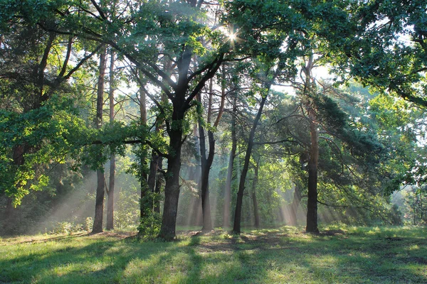Wilder Wald Den Strahlen Der Aufgehenden Sonne — Stockfoto