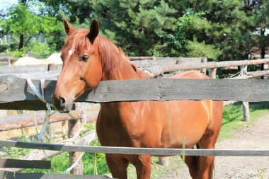 Düşünceli bakışlı at çitin ötesine geçmek istiyor.