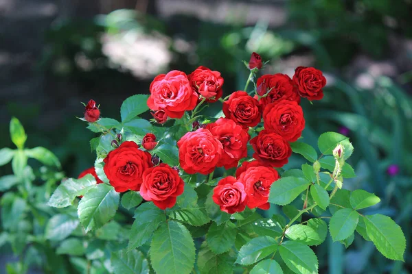 Arbusto Rosas Color Rojo Brillante Jardín Casero Fotos de stock libres de derechos