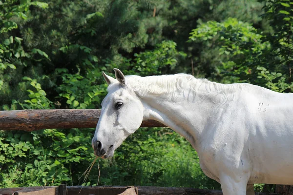 Bonito Bonito Cavalo Saboreia Feno Saboroso — Fotografia de Stock