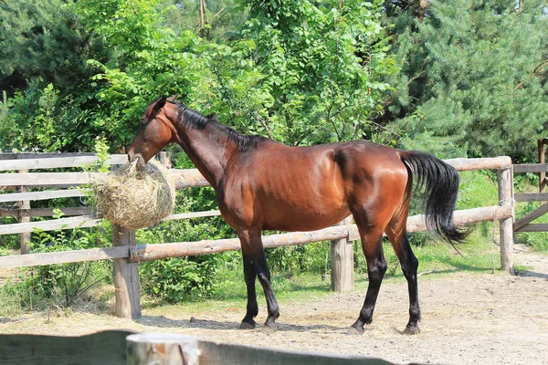 Lindo Bonito Caballo Saborea Sabroso Heno — Foto de Stock