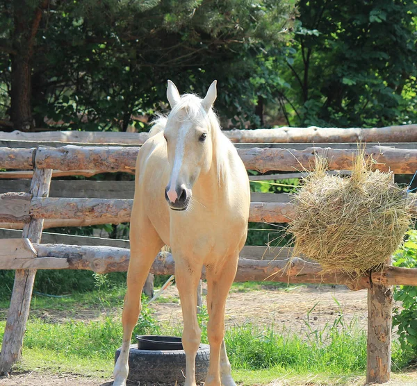 Cavalo Com Olhar Pensativo Quer Além Sebe — Fotografia de Stock