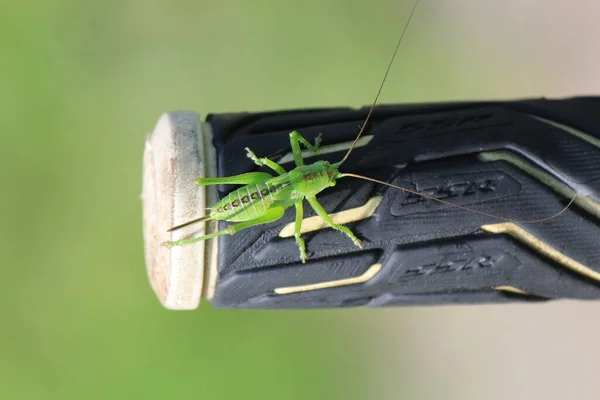 Hellgrüne Heuschrecke Mit Gebrochenem Bein — Stockfoto