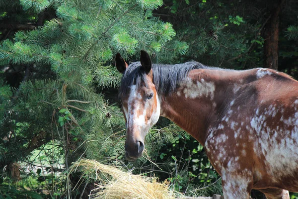 Bonito Bonito Cavalo Saboreia Feno Saboroso — Fotografia de Stock