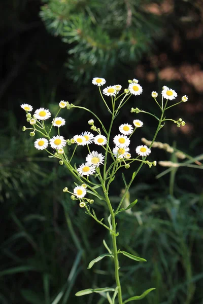 Mooie Heldere Bloemen Het Zomerwoud — Stockfoto