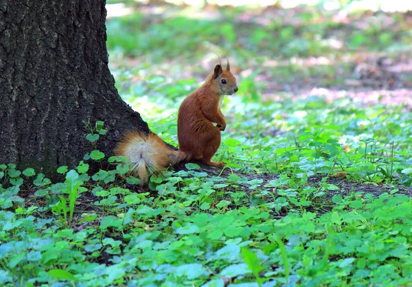 Müde Nachdenkliche Eichhörnchen Die Sich Schatten Eines Baumes Ausruhen — Stockfoto