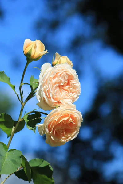 Jasná Krásná Růže Botanické Zahradě — Stock fotografie