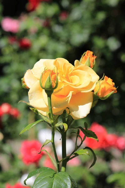 Helle Schöne Rose Einem Botanischen Garten — Stockfoto