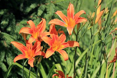 Şehir parkında güzel parlak zambak