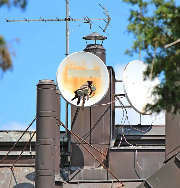 Gelişmiş karga ustaları TV sunucusu mesleği