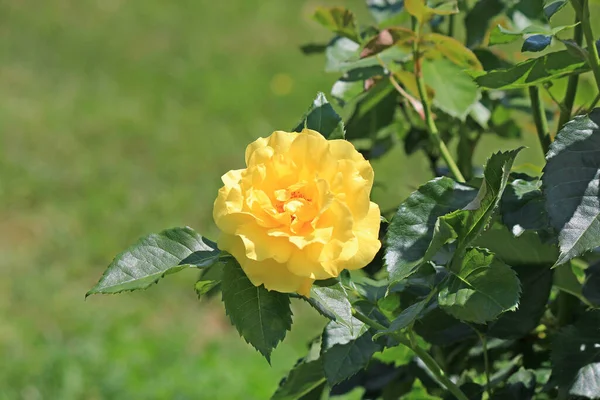 Helle Schöne Rose Einem Botanischen Garten — Stockfoto