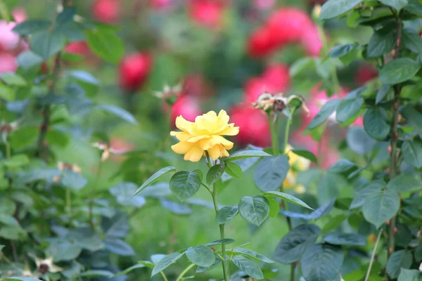 Helle Schöne Rose Einem Botanischen Garten — Stockfoto