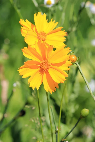 Schöne Helle Blumen Stadtpark — Stockfoto