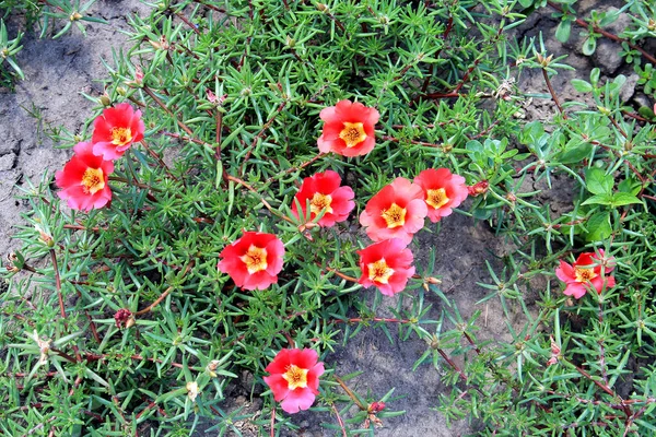 Belles Fleurs Lumineuses Dans Jardin Botanique — Photo