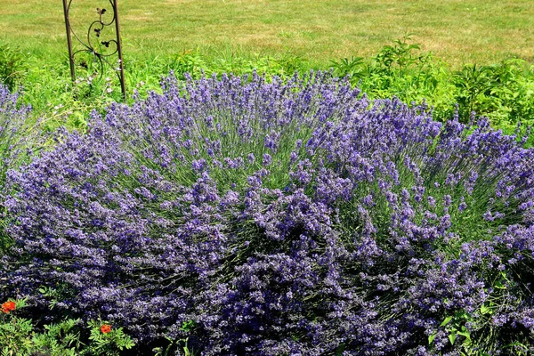 植物園の美しいラベンダー — ストック写真