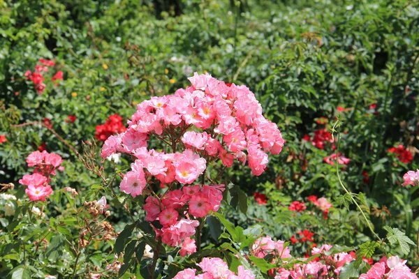 Helle Schöne Rose Einem Botanischen Garten — Stockfoto