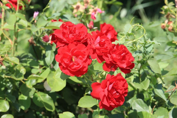 Rosa Hermosa Brillante Jardín Botánico — Foto de Stock