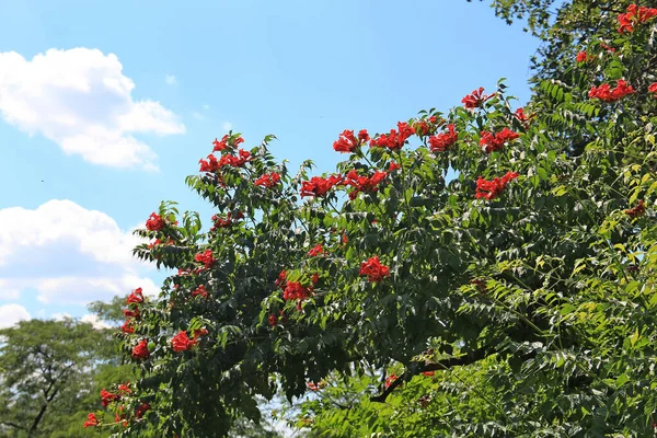 Яскраві Красиві Квіти Ботанічному Саду — стокове фото
