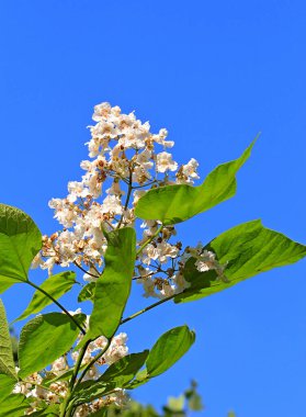 Kiev botanik bahçesinde parlak güzel çiçekler