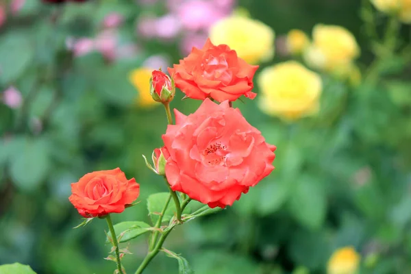 Bright Beautiful Roses Kiev Botanical Garden — Stock Photo, Image