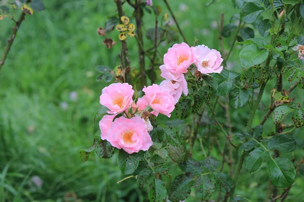 Rosas Bonitas Brilhantes Jardim Botânico Kiev — Fotografia de Stock