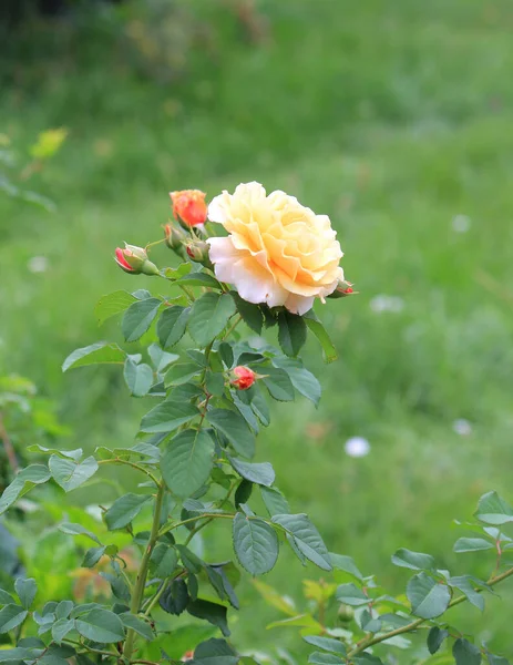 Belles Roses Lumineuses Dans Jardin Botanique Kiev — Photo