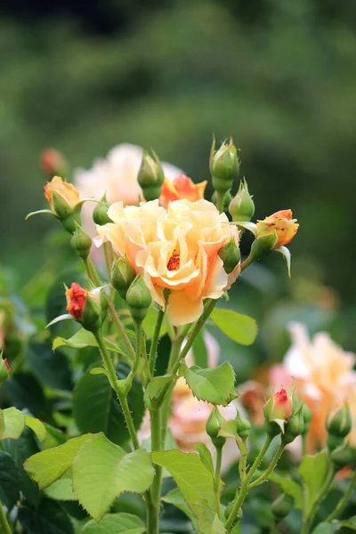 Strahlend Schöne Rosen Botanischen Garten Von Kiew — Stockfoto