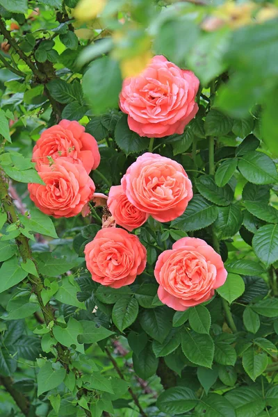 キエフ植物園の明るい美しいバラ ストック画像