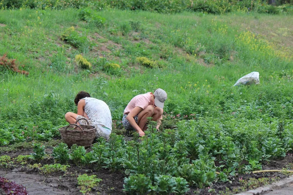 Botanik bahçesinde yaz mevsimi için yatak hazırlığı