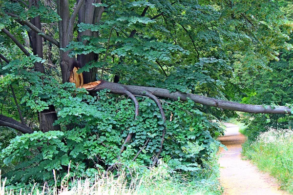 Folgen Eines Schweren Hurrikans Einem Stadtpark — Stockfoto