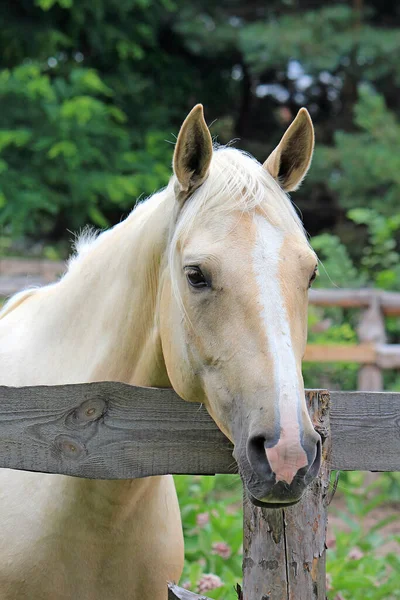 Loira Cavalo Beleza Com Olhar Pensativo Quer Além Sebe — Fotografia de Stock