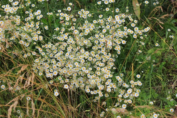 Kerusuhan Padang Rumput Aster Musim Panas Gerah — Stok Foto