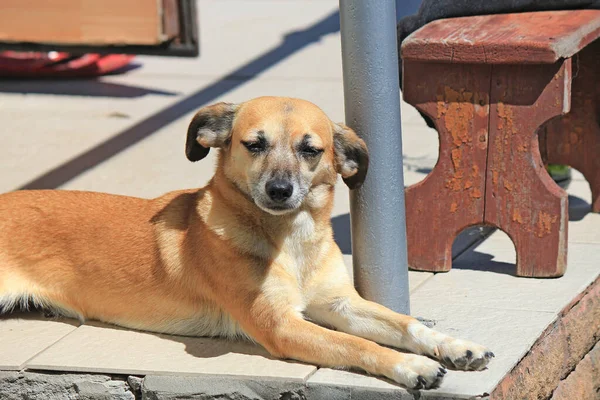 Cute Little Dog Basking Porch Hot Summer Sun — Stock Photo, Image