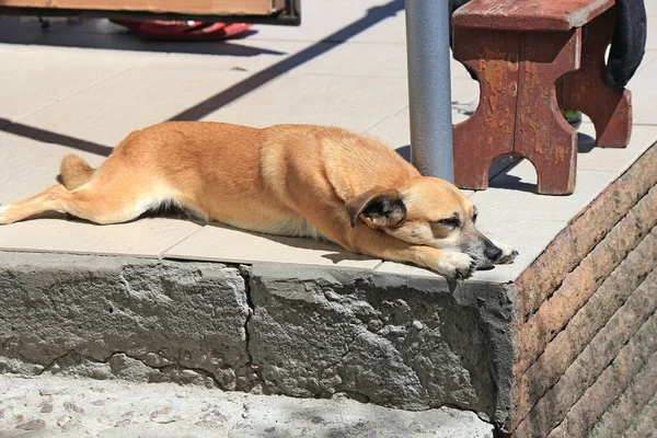 Cute Little Dog Basking Porch Hot Summer Sun — Stock Photo, Image