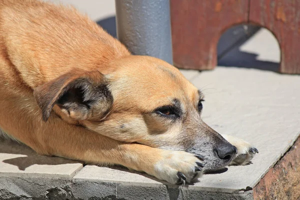 Cute Little Dog Basking Porch Hot Summer Sun — Stock Photo, Image