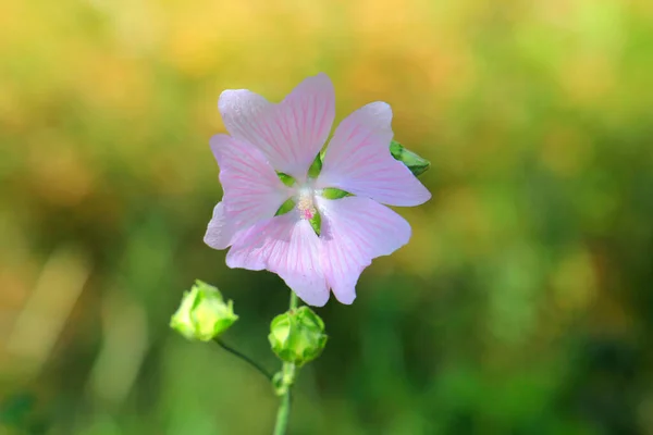 Flores Hermosas Brillantes Jardín Botánico — Foto de Stock