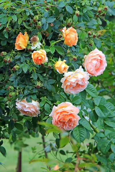 Belles Roses Lumineuses Dans Jardin Botanique — Photo