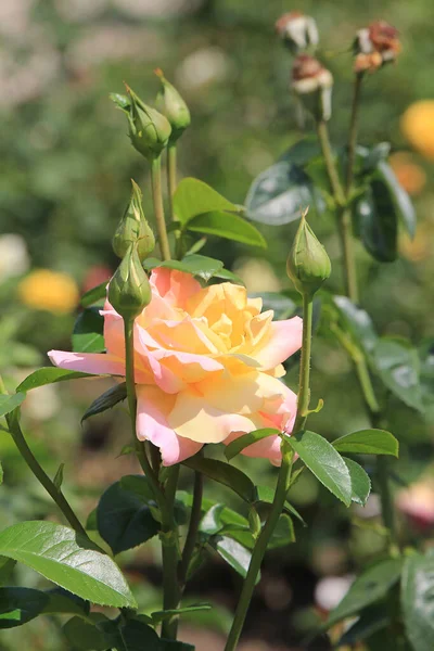 Bright Beautiful Roses Botanical Garden — Stock Photo, Image