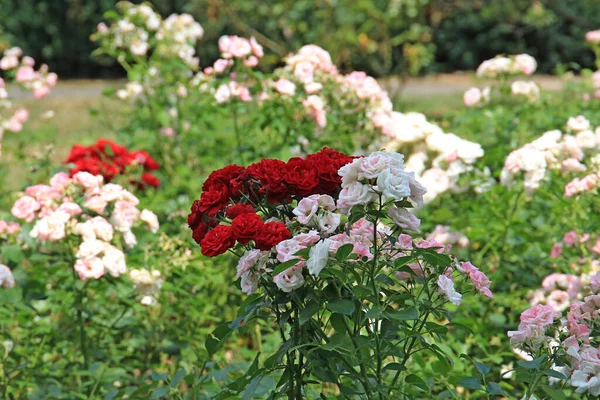 Helle Schöne Rosen Botanischen Garten — Stockfoto