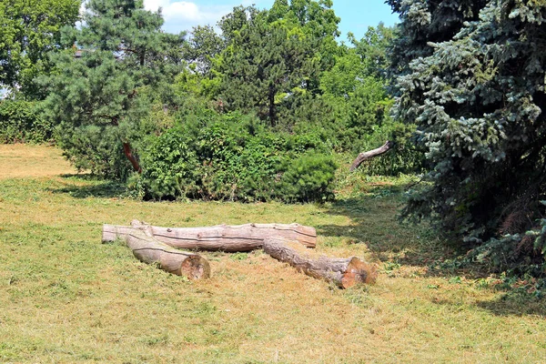 Botanik bahçesinde beklenmedik dinlenme yeri