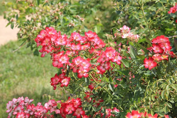 Ljusa Vackra Rosor Botaniska Trädgården — Stockfoto