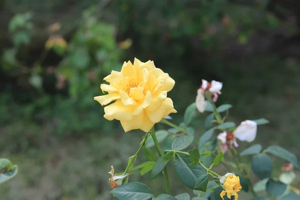 植物園の明るい美しいバラ — ストック写真