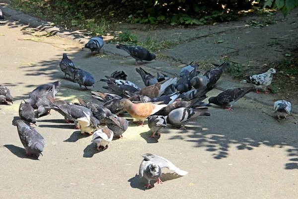 Feeding Flock Pigeons Botanical Garden — Stock Photo, Image