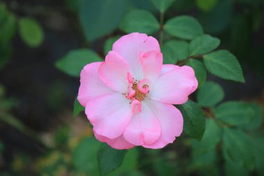 Botanik bahçesinde parlak güzel güller
