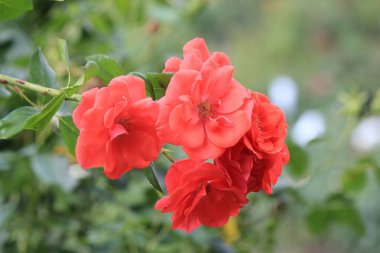 Botanik bahçesinde parlak güzel güller