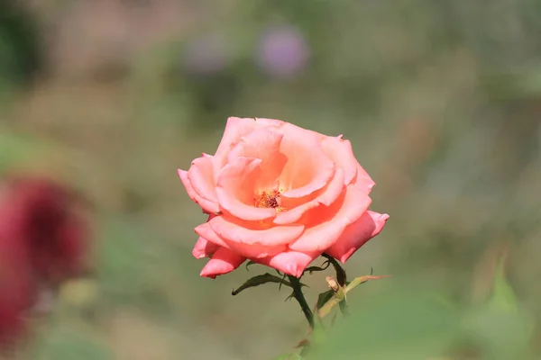 Jasne Piękne Róże Ogrodzie Botanicznym — Zdjęcie stockowe