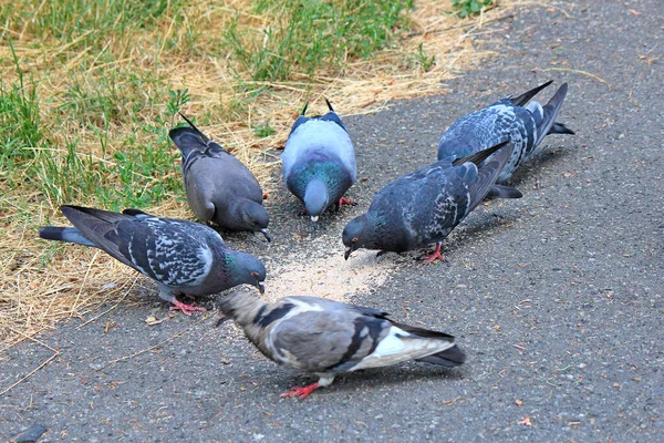 Feeding Flock Pigeons Botanical Garden — Stock Photo, Image