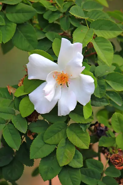 Rose Belle Lucenti Giardino Botanico — Foto Stock