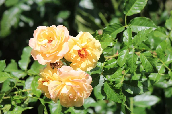 Helle Schöne Rosen Botanischen Garten — Stockfoto