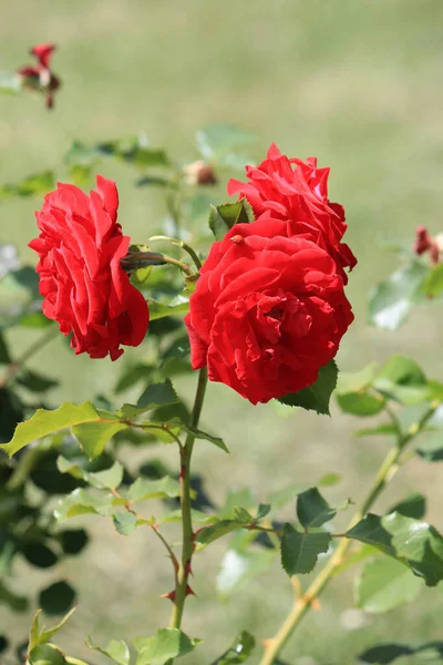 Rosas Bonitas Brilhantes Jardim Botânico — Fotografia de Stock